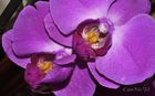 20210626Orquidea_2_small.jpg