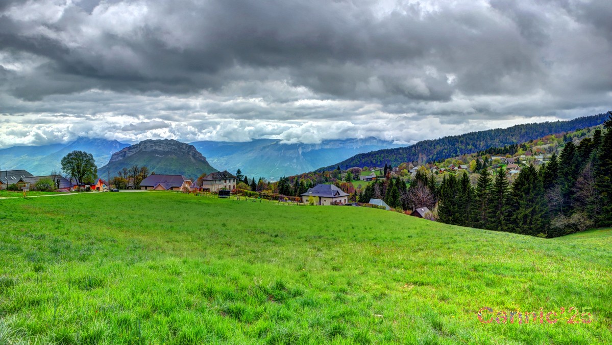 Chartreuse_20250424_05.jpg