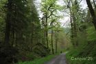 Chartreuse_20250424_06_small.jpg