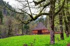 Chartreuse_20250424_14_small.jpg