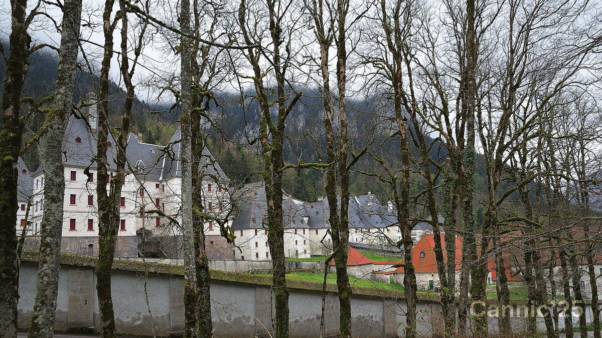 Chartreuse_20250424_15.jpg