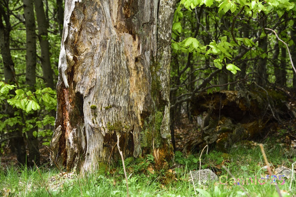 LlacBesiberris_20250524_02.jpg